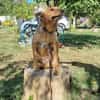 Max, fröhlicher Hund sucht neues Zuhause