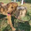 Max, fröhlicher Hund sucht neues Zuhause