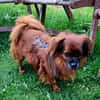 Caraman sucht ein Zuhause