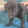 Molly BE  sanftes Hundemädchen sucht ihr Zuhause