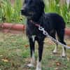 Zoe, kleine Hündin sucht neues Zuhause