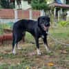Zoe, kleine Hündin sucht neues Zuhause