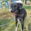 Zoe, kleine Hündin sucht neues Zuhause
