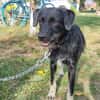 Zoe, kleine Hündin sucht neues Zuhause