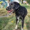 Zoe, kleine Hündin sucht neues Zuhause