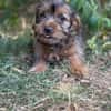 Zadorka bezauberndes Hundekind sucht Ihr Für-Immer-Körbchen