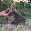 Zadorka bezauberndes Hundekind sucht Ihr Für-Immer-Körbchen
