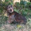Zadorka bezauberndes Hundekind sucht Ihr Für-Immer-Körbchen