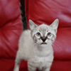 Bubble ( En cours d'adoption )