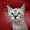 Bulle (en cours d'adoption)