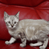 Bulle (en cours d'adoption)