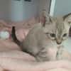 Bulle (en cours d'adoption)