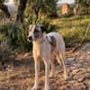 RUMBA (Salvando Angeles)