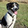 Sir Henry - neues Zuhause gesucht