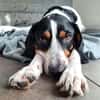 Sir Henry - neues Zuhause gesucht