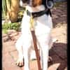 Sir Henry - neues Zuhause gesucht