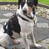 Sir Henry - neues Zuhause gesucht