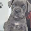 Cane Corso Welpe Lissy sucht ihre Menschen