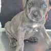Cane Corso Welpe Lissy sucht ihre Menschen