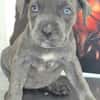 Cane Corso Welpe Lissy sucht ihre Menschen