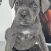 Cane Corso Welpe Lissy sucht ihre Menschen