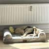 Sensible Senna sucht Zuhause