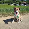 Jumbo sucht ein Zuhause