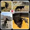 NOTFALL Coffee sucht zuhause
