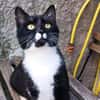 Abenteurer Miso sucht sein Zuhause