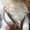 Sinco - kinderlieber Familienhund