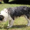 Sinco - kinderlieber Familienhund