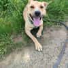 Rambo sucht ein Zuhause