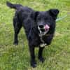 BIMALsozialer Familienhund wartet schon in 67753 Aschbach