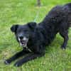 BIMALsozialer Familienhund wartet schon in 67753 Aschbach