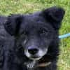 BIMALsozialer Familienhund wartet schon in 67753 Aschbach