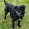 BIMALsozialer Familienhund wartet schon in 67753 Aschbach