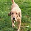 Charlie-freundlicher Senior sucht ein ruhiges Zuhause