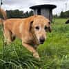 Charlie-freundlicher Senior sucht ein ruhiges Zuhause