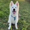 Über Ghost  Traumhund sucht Traumzuhause