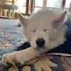 Über Ghost  Traumhund sucht Traumzuhause