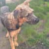 🐾 Josy sucht ihr Zuhause 🏡❤