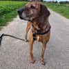Lebensfroher Shaggy sucht seinen Jackpot!