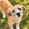 Romy sucht ein empathisches Zuhasue