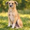 Romy sucht ein empathisches Zuhasue