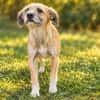 Romy sucht ein empathisches Zuhasue