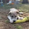 Lumi - verspielt, tollpatschig, neugieriges Hundekind