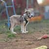 Lumi - verspielt, tollpatschig, neugieriges Hundekind