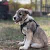 Lumi - verspielt, tollpatschig, neugieriges Hundekind