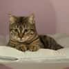 Mercy sucht ein liebevolles Zuhause