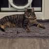 Mercy sucht ein liebevolles Zuhause